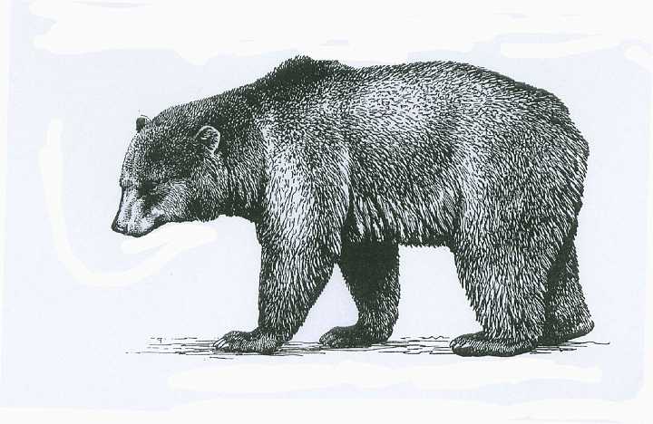 ursus arctos.jpg